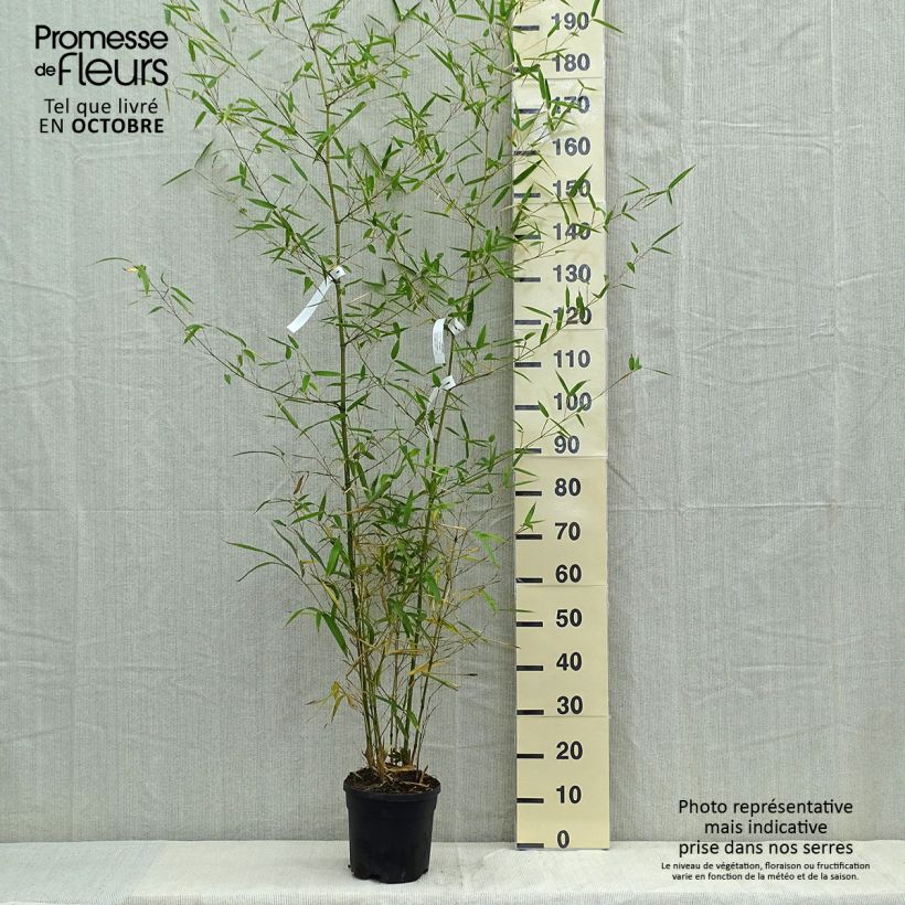 Phyllostachys atrovaginata Green Perfume - Bambou moyen pot 5L 100/150 sample as delivered in autumn