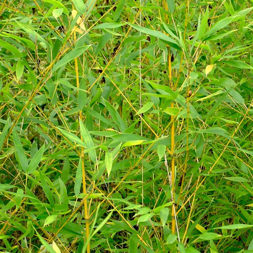 Golden Bamboo - Phyllostachys aurea (Foliage)