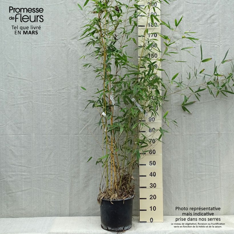Phyllostachys aurea Holochrysa - Fishpole Bamboo sample as delivered in spring