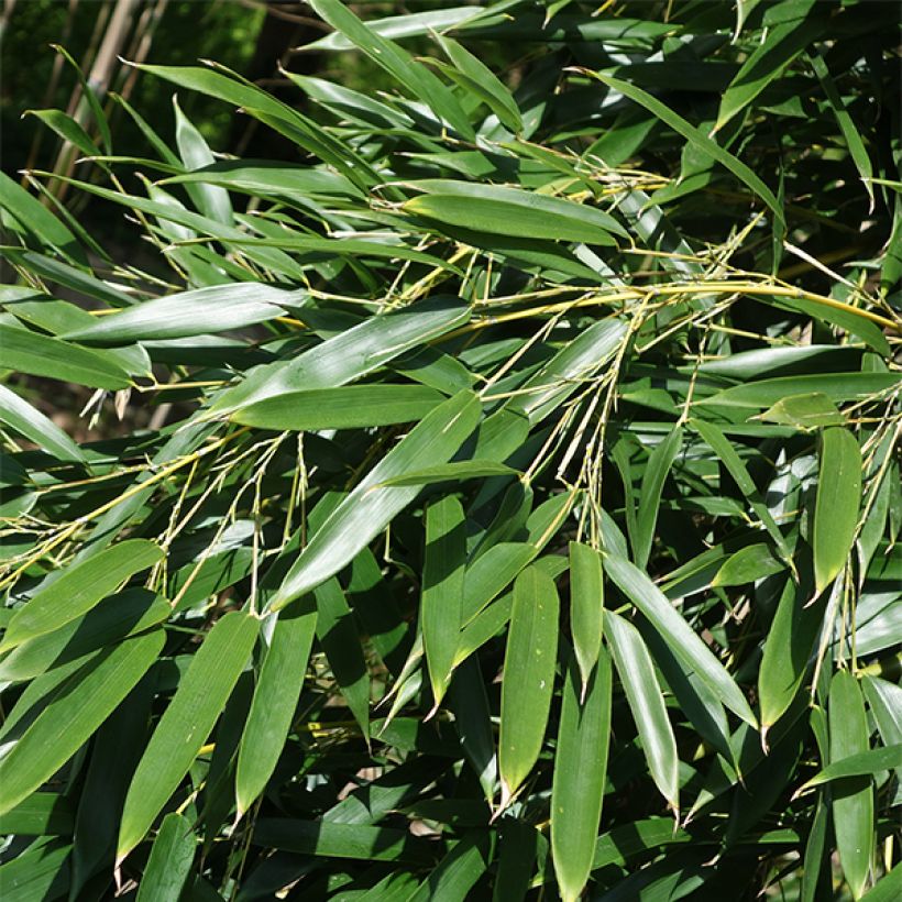 Phyllostachys aureosulcata f. alata - Bamboo (Foliage)