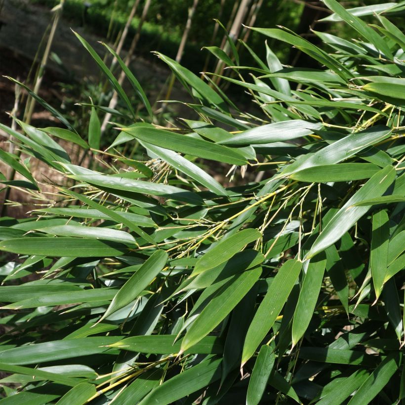 Phyllostachys aureosulcata - Bamboo (Foliage)