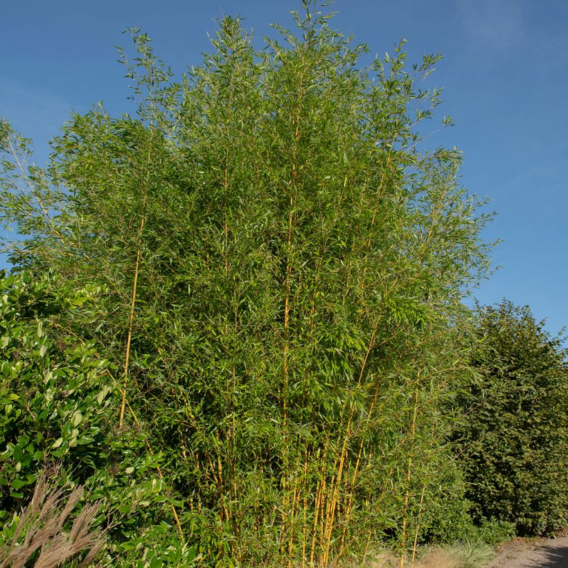 Phyllostachys aureosulcata Spectabilis - Bamboo (Plant habit)