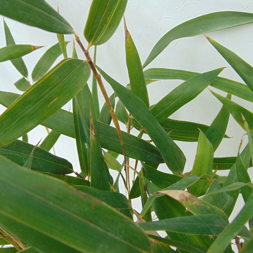Phyllostachys aureosulcata Spectabilis - Bamboo (Foliage)