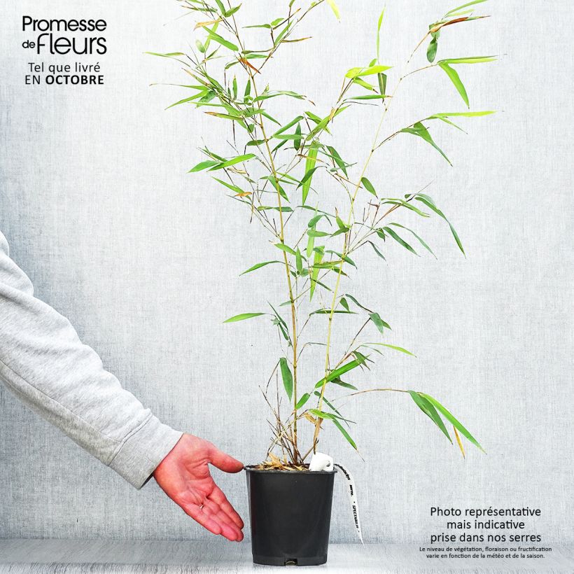 Phyllostachys aureosulcata Spectabilis pot de 2/3L 60/80 cm sample as delivered in autumn