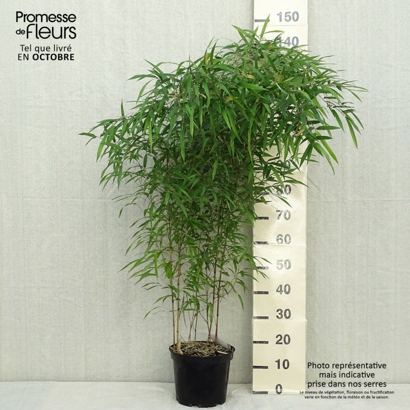 Phyllostachys aureosulcata Spectabilis - Bamboo 4L/5L pot sample as delivered in autumn