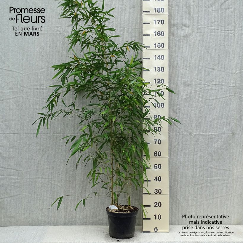Phyllostachys aureosulcata Spectabilis - Bamboo 4L/5L potShipped height around 125/150cm sample as delivered in spring