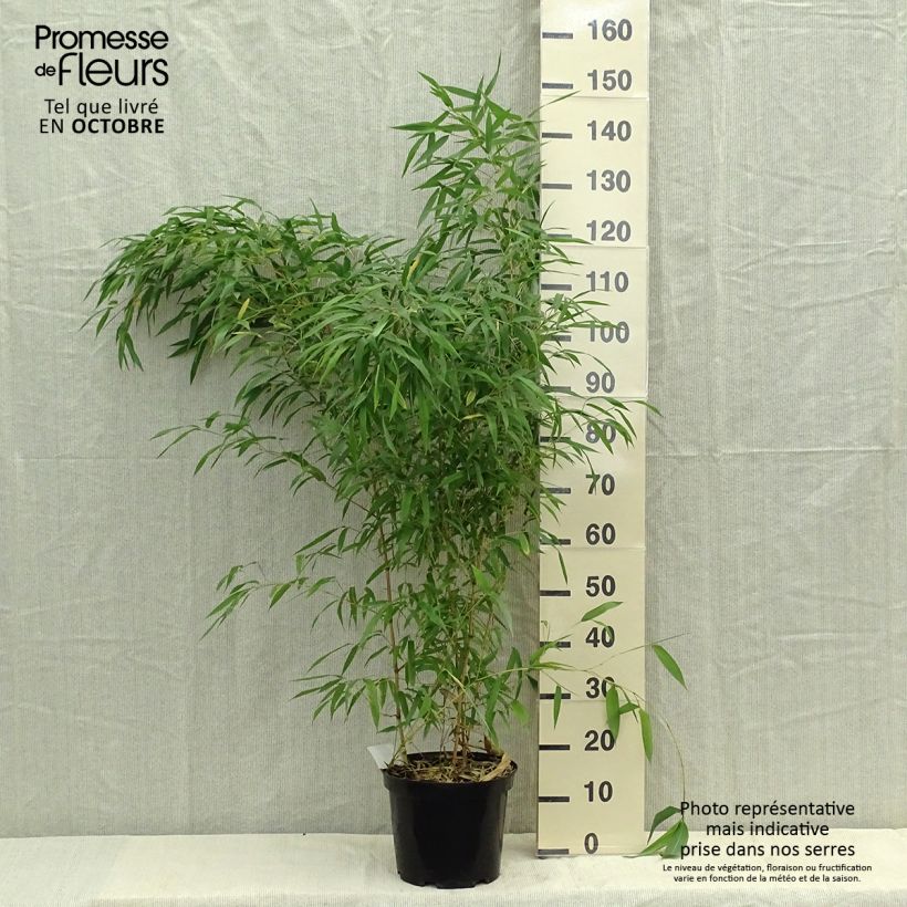 Phyllostachys aureosulcata Spectabilis pot de 7,5L 100/150 cm sample as delivered in autumn