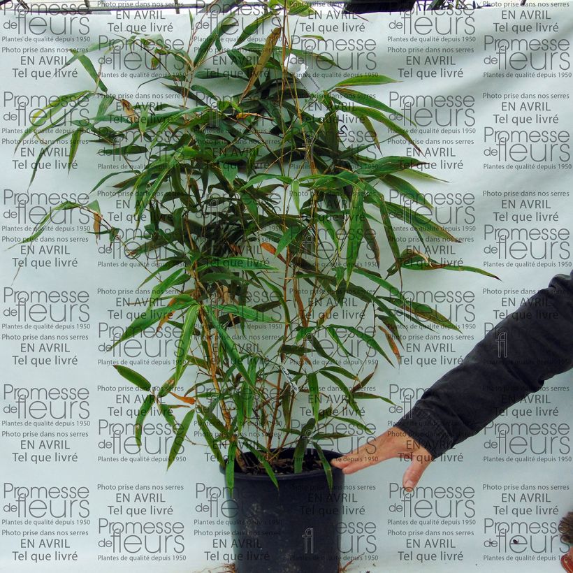 Example of Phyllostachys bambusoides Castillonis - Bambou géant Pot de 4L/5L specimen as delivered