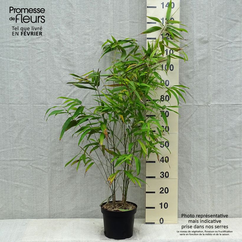 Phyllostachys edulis (= pubescens) - Bambou géant Pot de 4/5L sample as delivered in winter