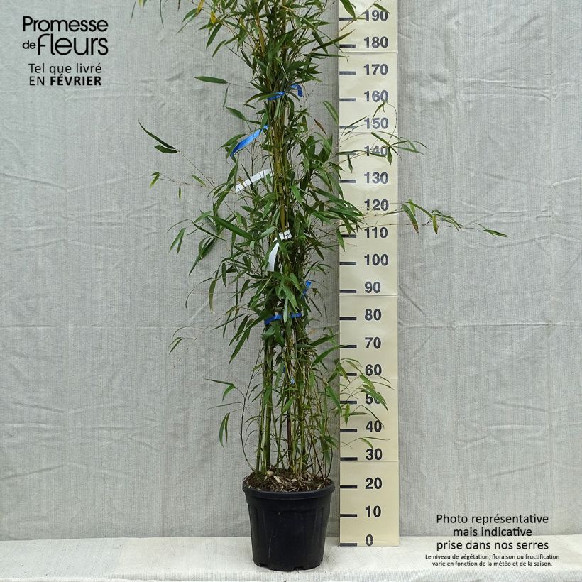 Phyllostachys flexuosa - Bambou moyen Pot de 12/15L sample as delivered in winter