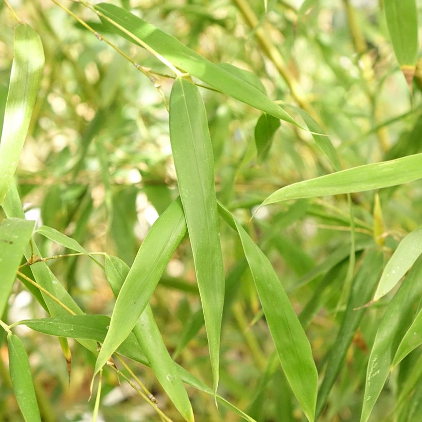 Phyllostachys flexuosa -Sinuate Bamboo (Foliage)