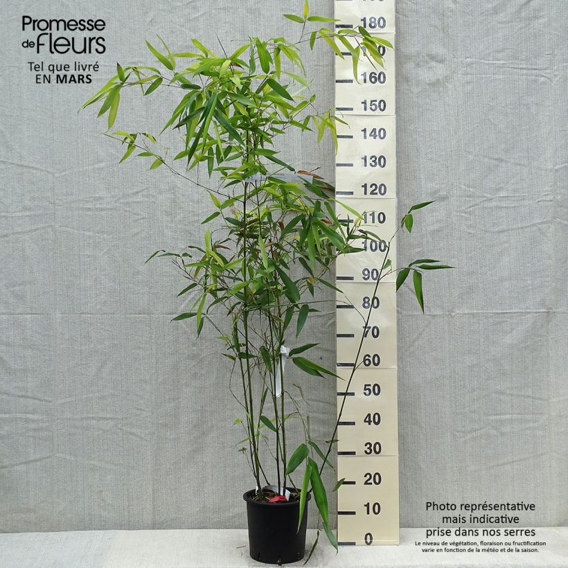 Phyllostachys glauca - Blue Bamboo sample as delivered in spring