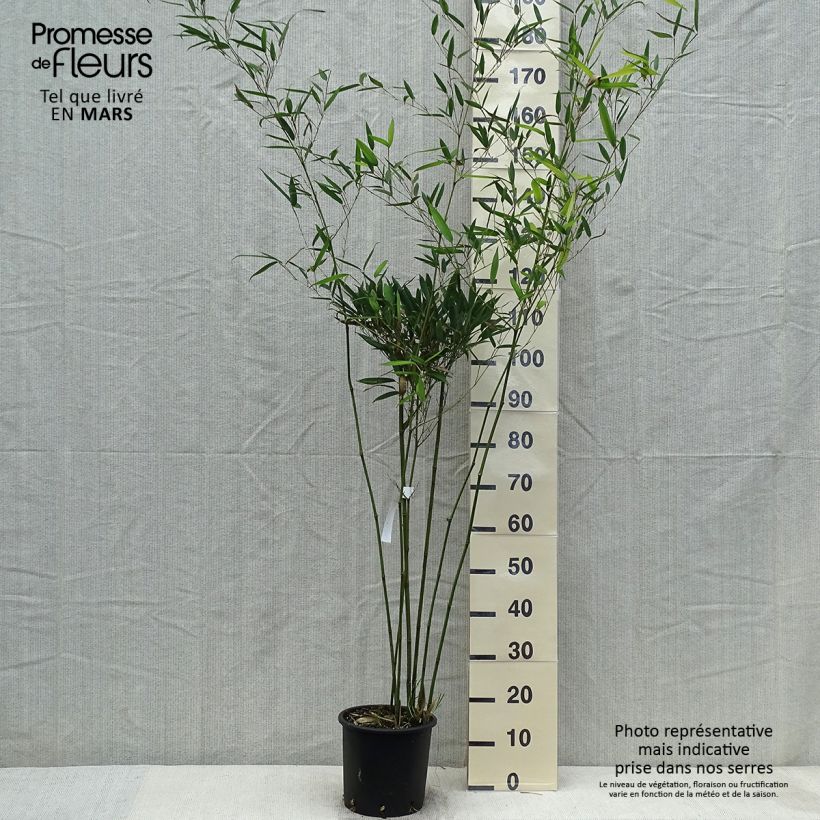 Phyllostachys heteroclada - Giant Bamboo sample as delivered in spring