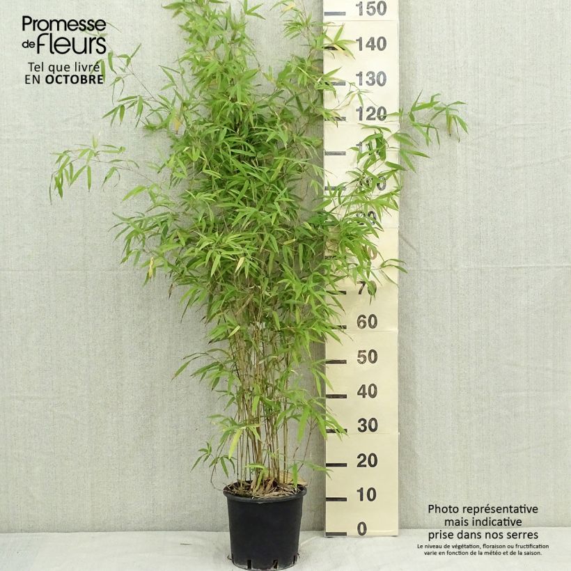 Phyllostachys humilis - Bamboo 4L/5L pot sample as delivered in autumn