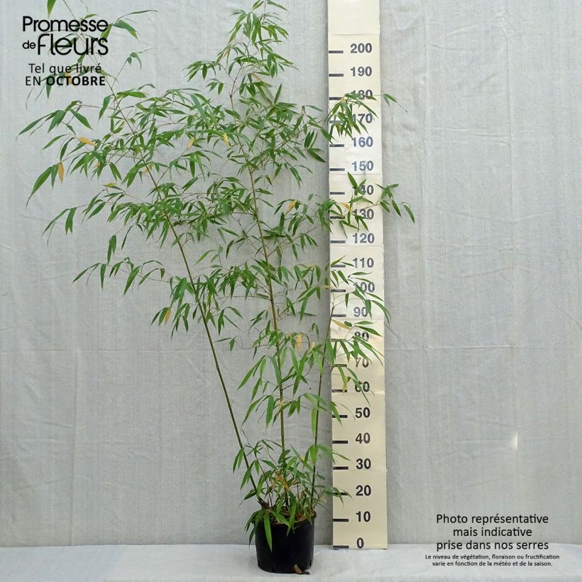 Phyllostachys iridescens - Bambou géant Pot de 4L/5L sample as delivered in autumn