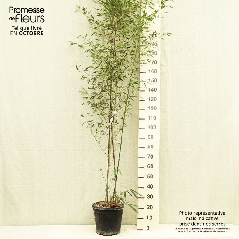 Phyllostachys nigra Boryana - Bambou géant pot 15L 150/200 cm sample as delivered in autumn