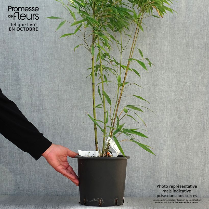 Phyllostachys nigra Boryana - Bambou géant pot 5L 60/80 cm sample as delivered in autumn