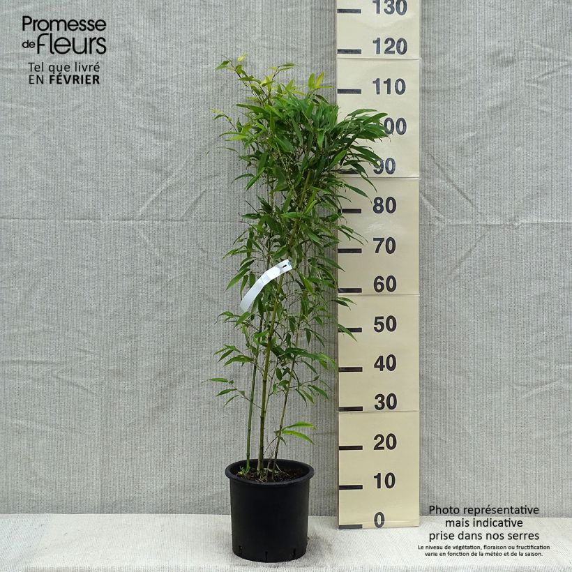 Phyllostachys nigra Boryana - Bambou géant pot 5L 60/80 cm sample as delivered in winter