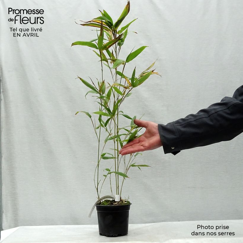 Phyllostachys nigra Henonis - Black Bamboo sample as delivered in spring