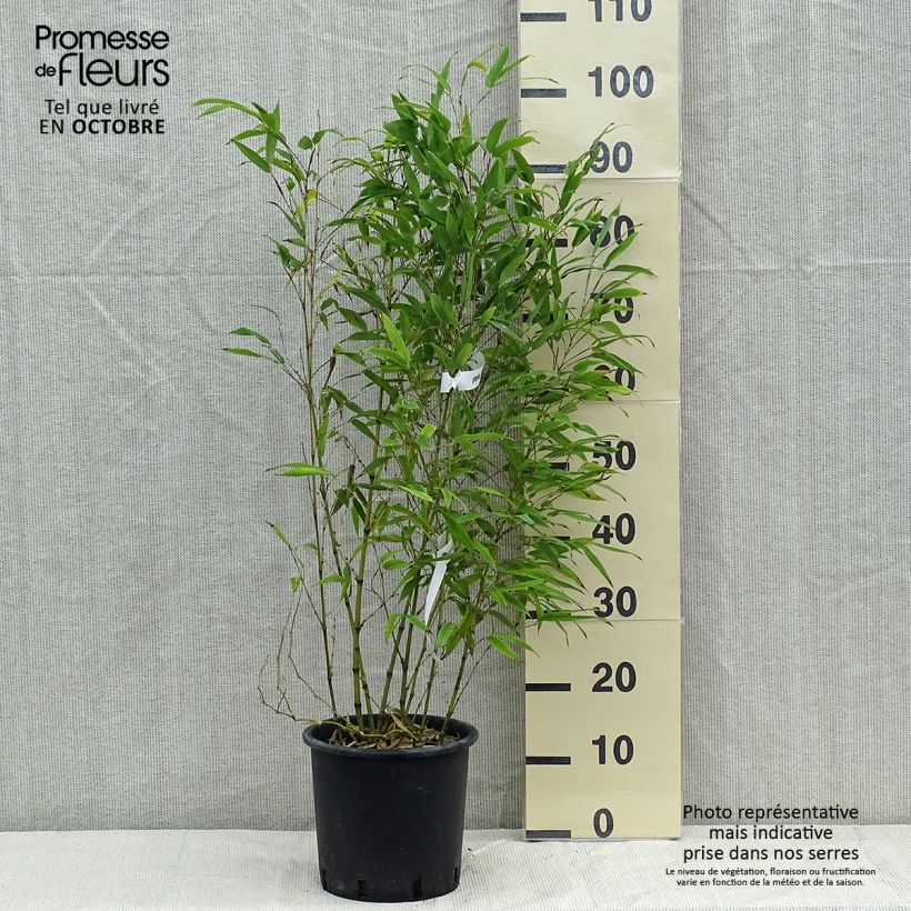 Phyllostachys nigra Henonis - Bambou géant pot 5L 80/100 cm sample as delivered in autumn