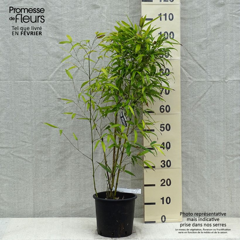 Phyllostachys nigra Henonis - Bambou géant pot 5L 80/100 cm sample as delivered in winter