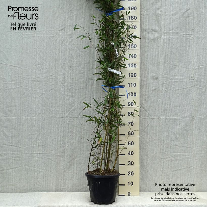 Phyllostachys nigra Megurochiku - Black Bamboo sample as delivered in winter