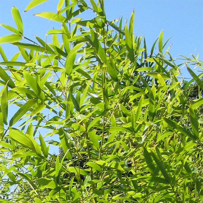 Phyllostachys nigra Henonis - Black Bamboo (Foliage)
