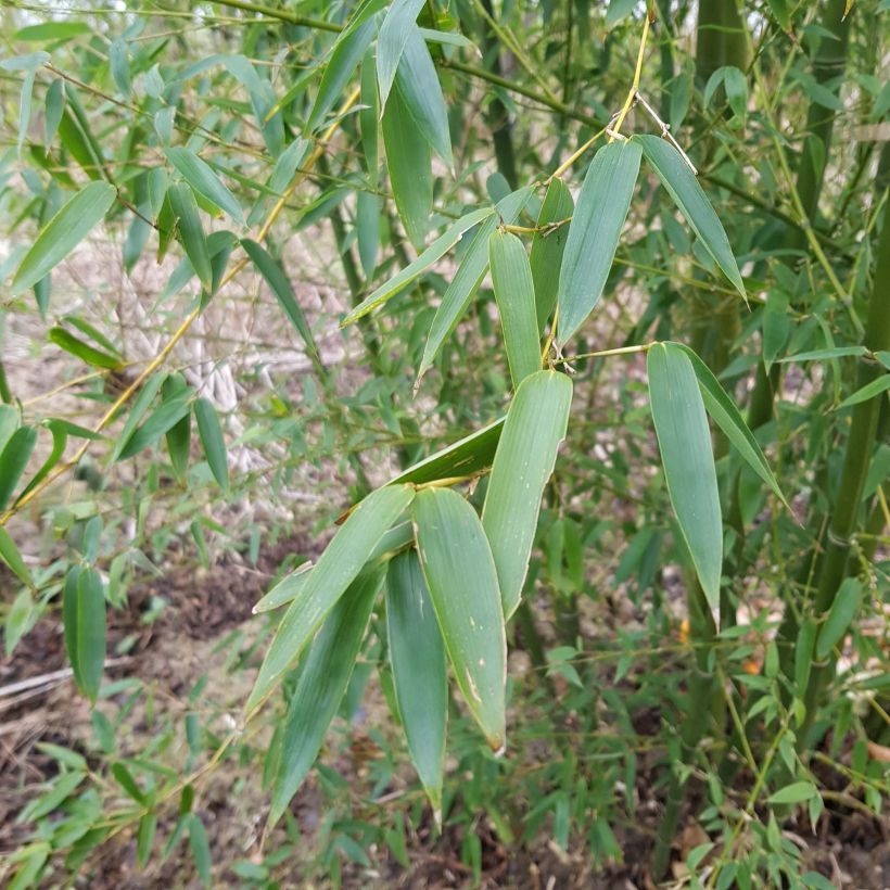 Phyllostachys parviflora - Giant Bamboo (Foliage)