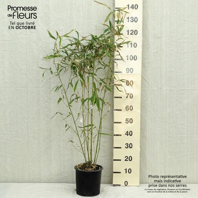 Phyllostachys rubromarginata - Bambou moyen Pot de 5L sample as delivered in autumn