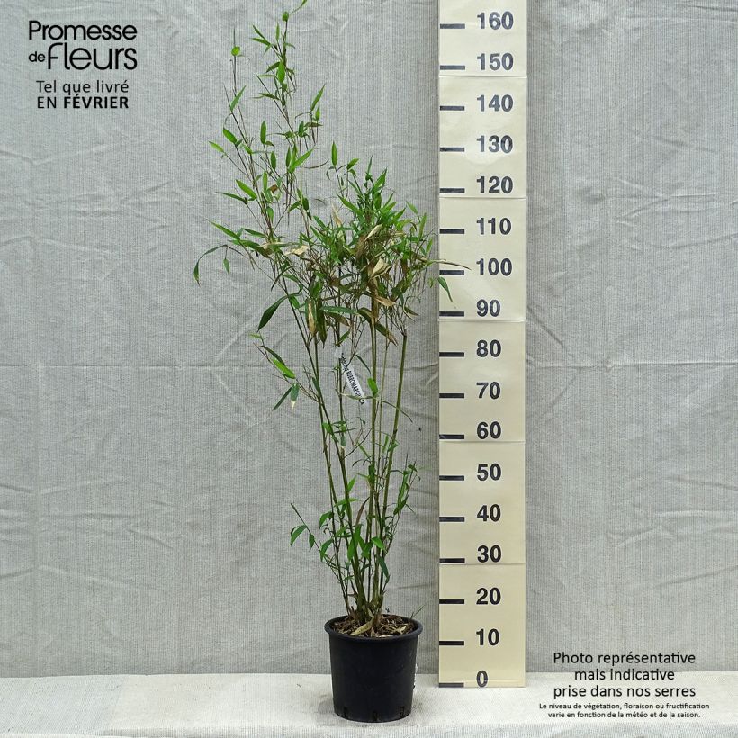 Phyllostachys rubromarginata sample as delivered in winter