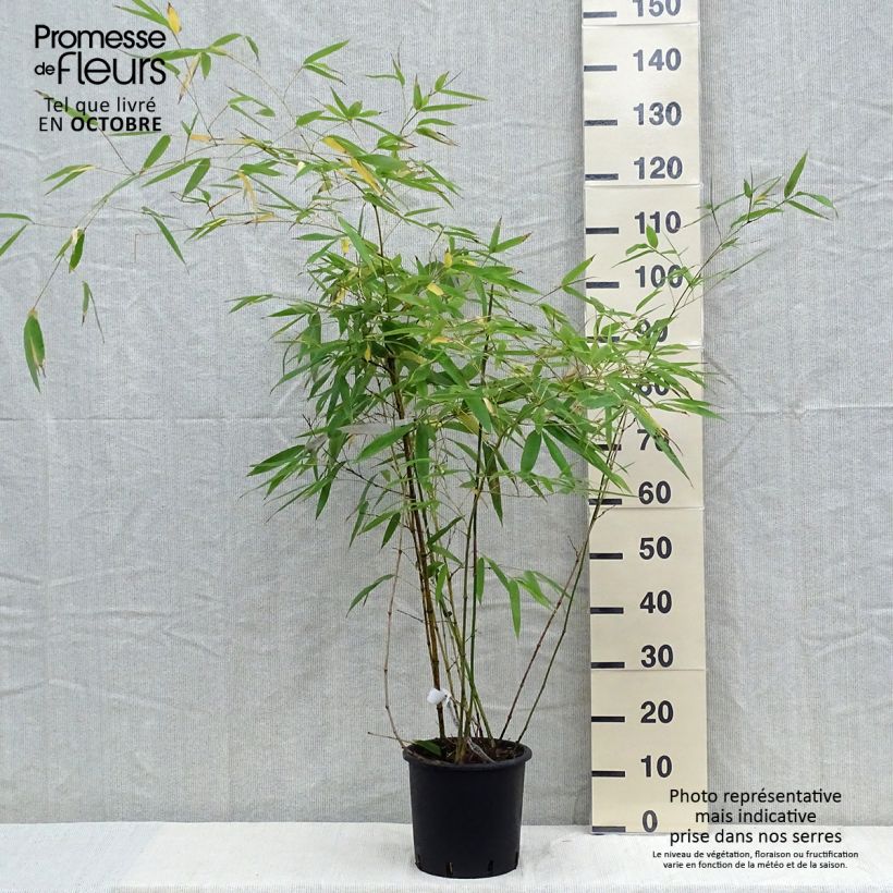 Phyllostachys viridiglaucescens - Bambou géant Pot de 4L/5L sample as delivered in autumn