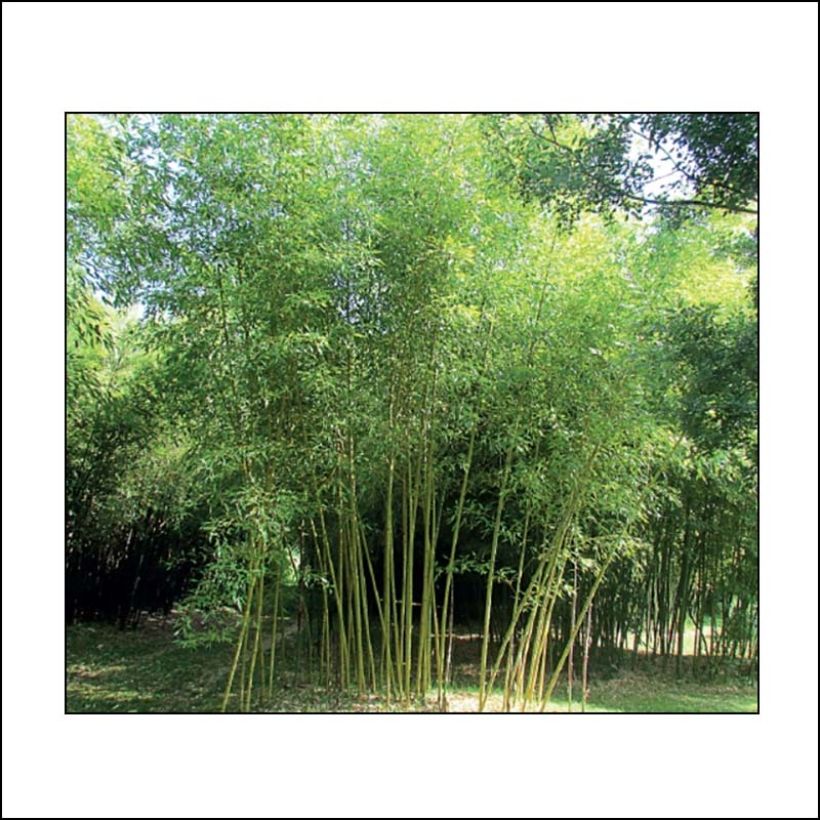 Phyllostachys viridis Sulphurea - Golden Chinese Bamboo (Plant habit)