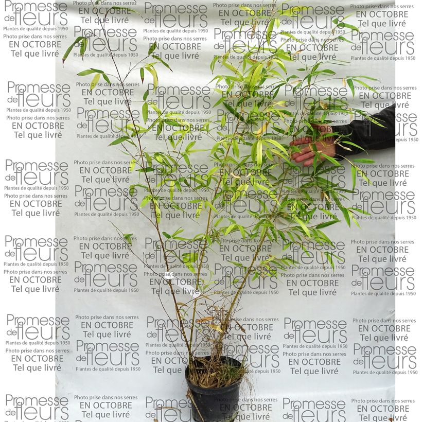 Example of Phyllostachys viridis Sulphurea - Golden Chinese Bamboo specimen as delivered