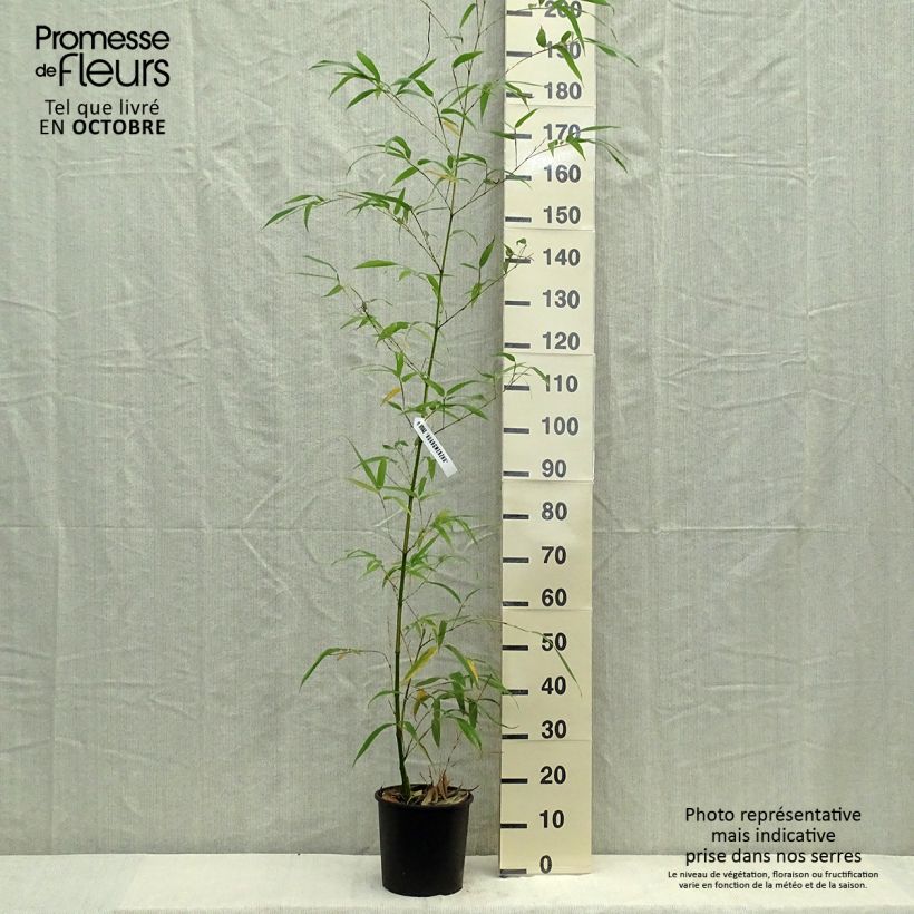 Phyllostachys vivax Aureocaulis - Golden Chinese Timber Bamboo 4L/5L pot sample as delivered in autumn