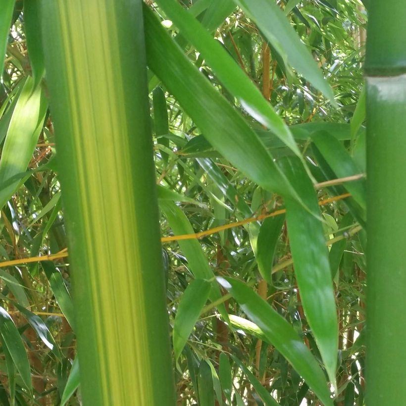 Phyllostachys vivax Huangwenzhu - Golden Chinese Timber Bamboo (Foliage)