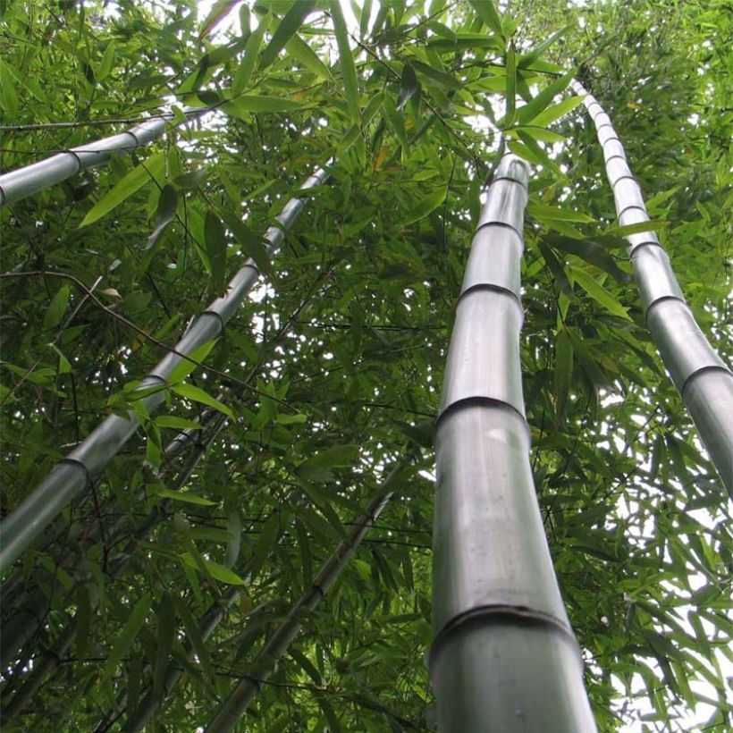 Phyllostachys vivax Huangwenzhu - Golden Chinese Timber Bamboo (Plant habit)