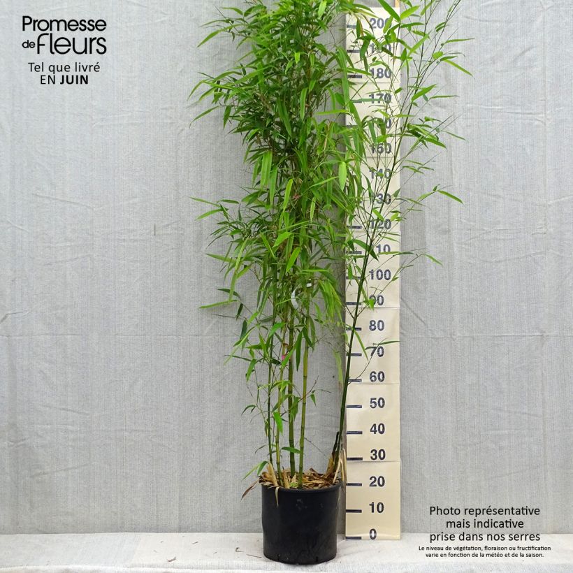 Example of Phyllostachys vivax Huangwenzhu - Golden Chinese Timber Bamboo as you get in ete