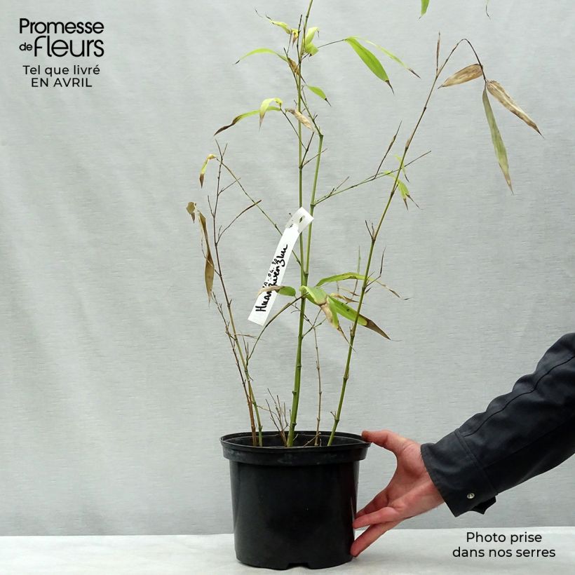 Phyllostachys vivax Huangwenzhu - Golden Chinese Timber Bamboo sample as delivered in spring