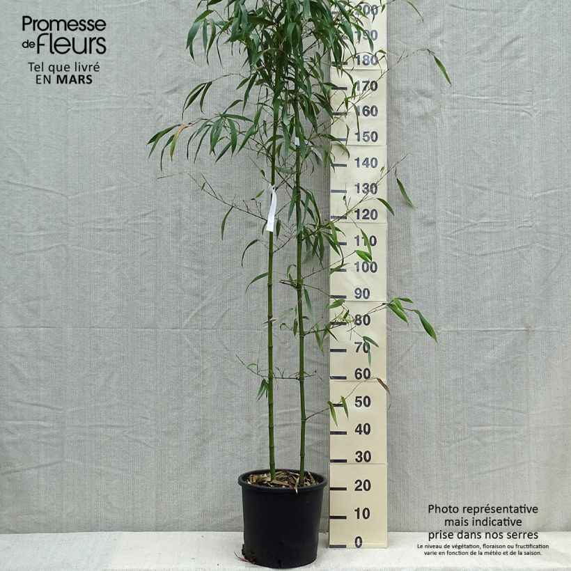 Phyllostachys vivax MacClure - Golden Chinese Timber Bamboo sample as delivered in spring