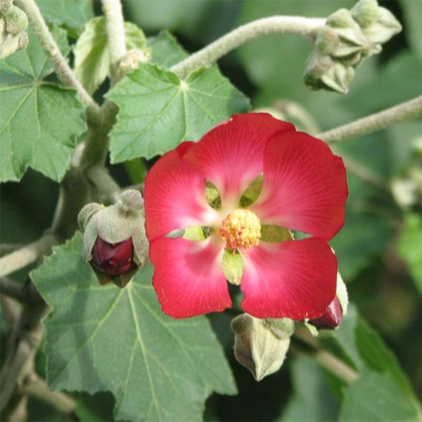 Phymosia umbellata (Flowering)