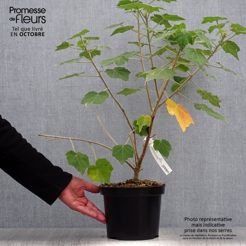 Phymosia umbellata 4L/5L pot sample as delivered in autumn