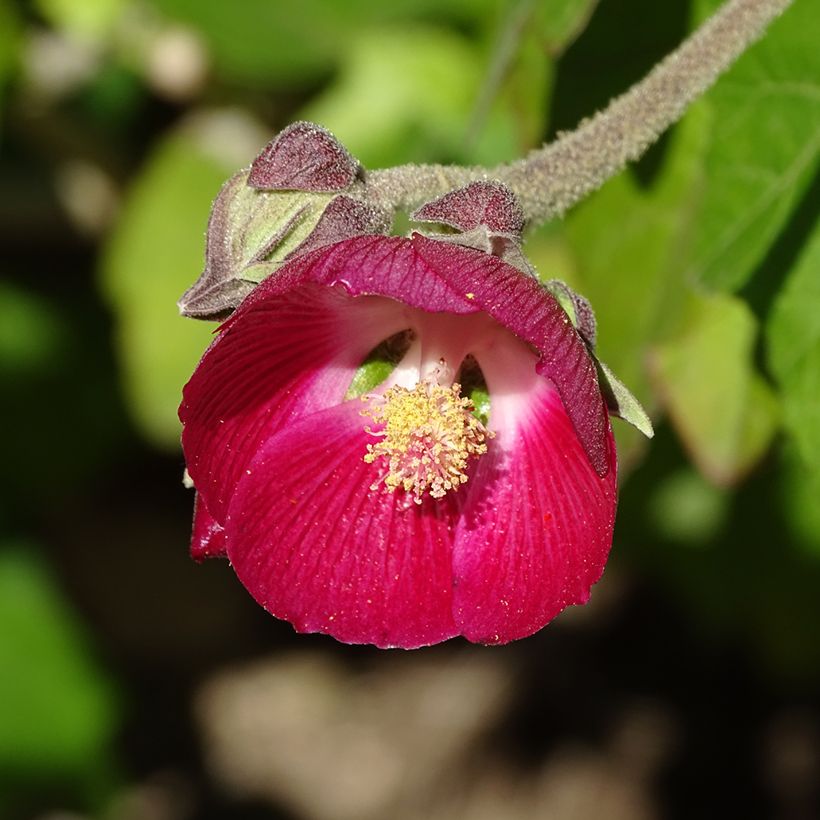 Phymosia umbellata (Flowering)