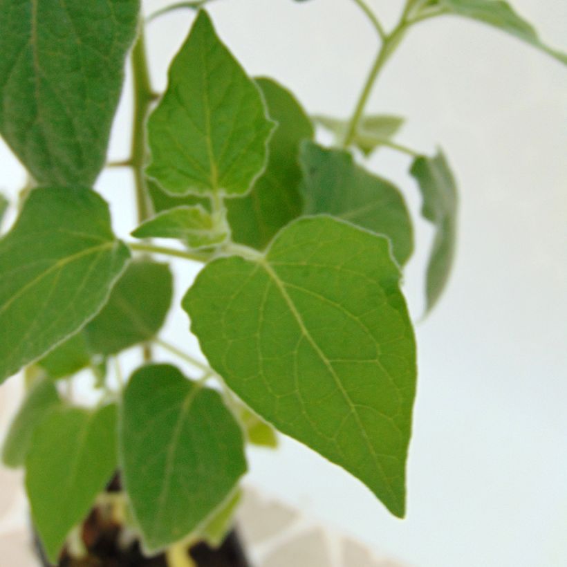 Physalis peruviana (Foliage)