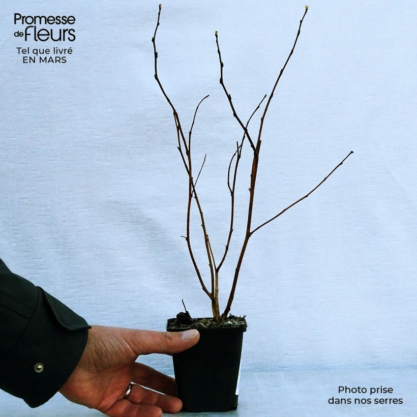 Physocarpus opulifolius Darts Gold - Ninebark sample as delivered in spring