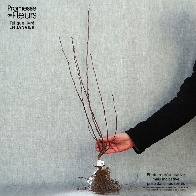 Physocarpus opulifolius Darts Gold - Ninebark Bare rootShipped height around 30/50cm sample as delivered in winter