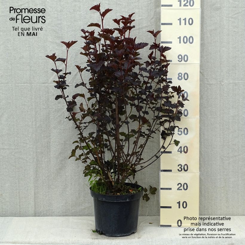 Physocarpus opulifolius Midnight - Ninebark sample as delivered in spring