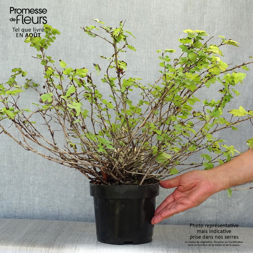 Physocarpus capitatus Tilden Park Pot de 3L/4L sample as delivered in summer