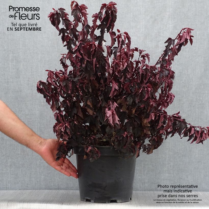 Physocarpus opulifolius All Black - Physocarpe noir en pot de 7,5l/10l sample as delivered in autumn