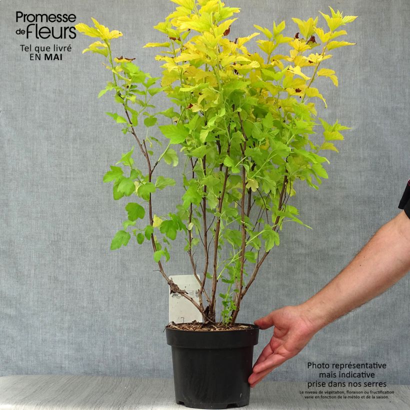 Physocarpus opulifolius Angel Gold - Physocarpe Pot de 3L/4LHauteur livrée env. 40/60cm sample as delivered in spring