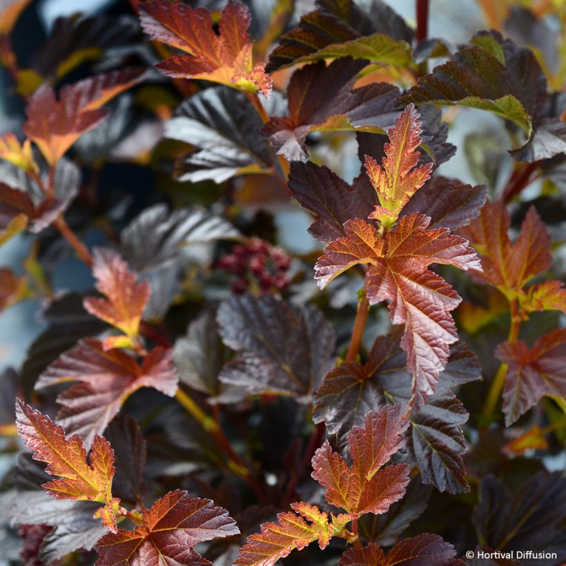 Physocarpus opulifolius Black Light - Ninebark (Foliage)